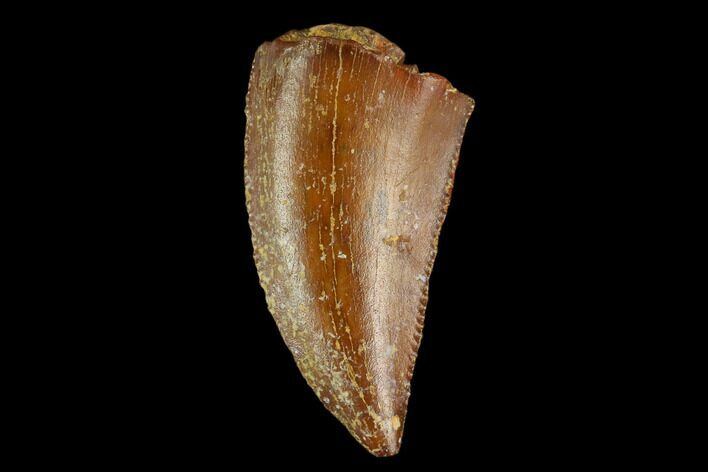 Raptor Tooth - Real Dinosaur Tooth #124781